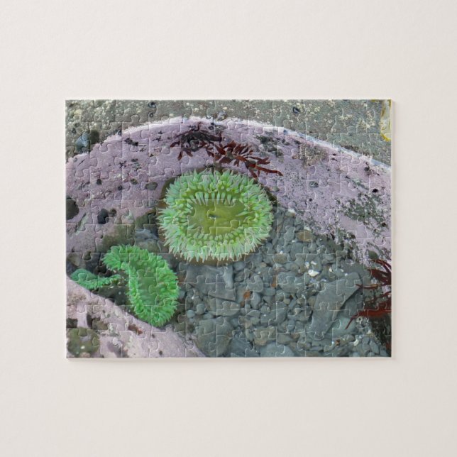 Pacific Northwest Tidepool with Green Anenomes Jigsaw Puzzle (Horizontal)
