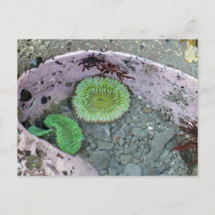 Pacific Northwest Tidepool with Green Anenomes Postcard