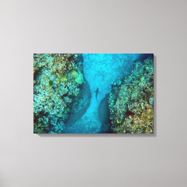 PACIFIC REEF SHARK 16x24 Canvas Print (Front)