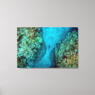PACIFIC REEF SHARK 24x36 Canvas Print
