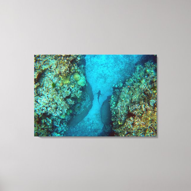 PACIFIC REEF SHARK 24x36 Canvas Print (Front)
