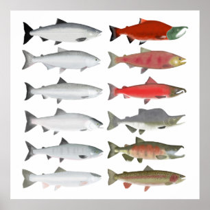 Pacific Salmon - Ocean and Spawning Phases Poster