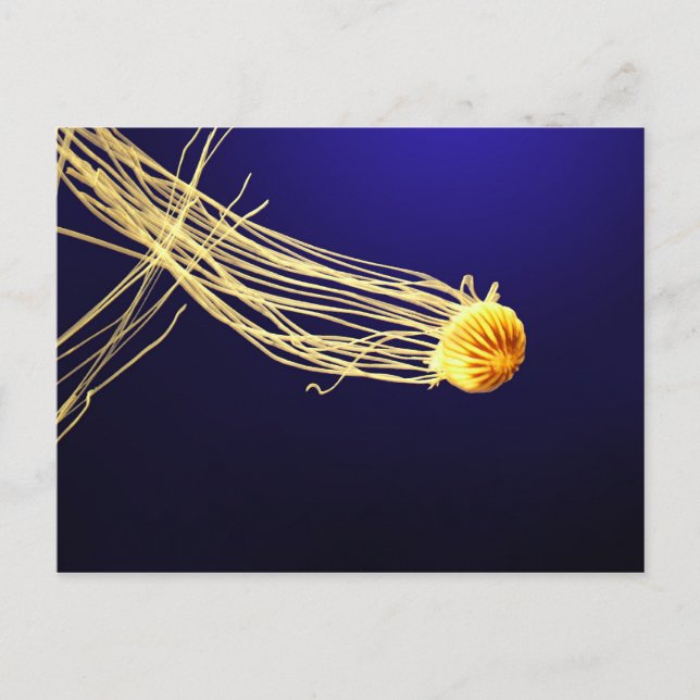 Pacific Sea Nettle Postcard (Front)