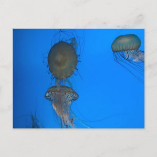 Pacific Sea Nettles Postcard