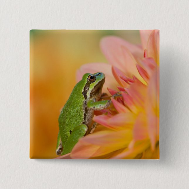 Pacific tree frog on flowers in our garden, 2 inch square button (Front)