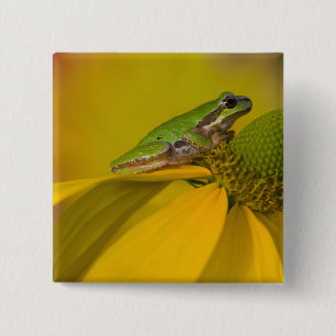 Pacific tree frog on flowers in our garden 2 inch square button