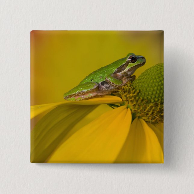 Pacific tree frog on flowers in our garden 2 inch square button (Front)