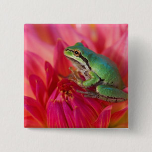 Pacific tree frog on flowers in our garden 2 inch square button