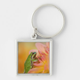 Pacific tree frog on flowers in our garden, 2 keychain