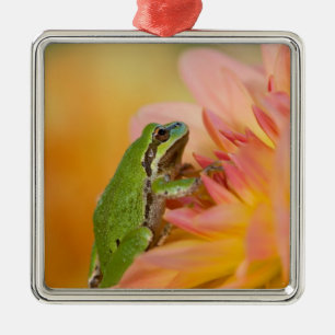 Pacific tree frog on flowers in our garden, 2 metal ornament
