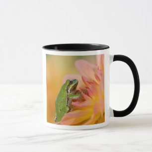 Pacific tree frog on flowers in our garden, 2 mug