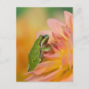 Pacific tree frog on flowers in our garden, 2 postcard