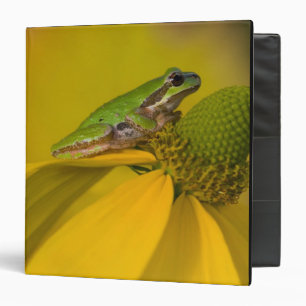 Pacific tree frog on flowers in our garden binder
