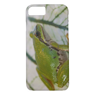 Pacific tree frog on flowers in our garden, Case-Mate iPhone case
