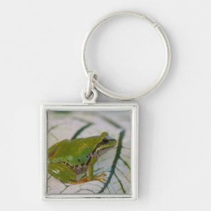 Pacific tree frog on flowers in our garden, keychain