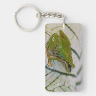 Pacific tree frog on flowers in our garden, keychain