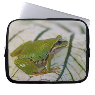 Pacific tree frog on flowers in our garden, laptop sleeve