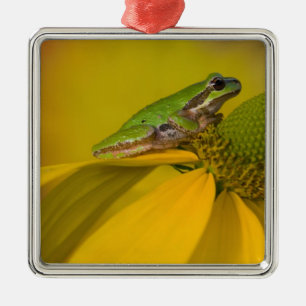Pacific tree frog on flowers in our garden metal ornament