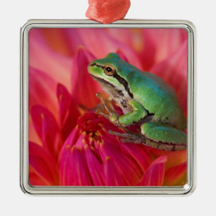 Pacific tree frog on flowers in our garden metal ornament