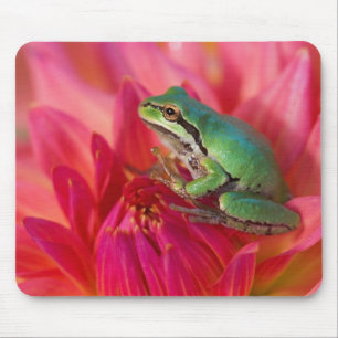 Pacific tree frog on flowers in our garden mouse pad