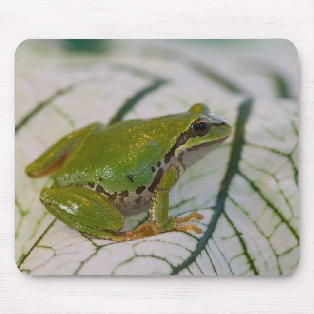 Pacific tree frog on flowers in our garden, mouse pad (Front)