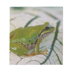 Pacific tree frog on flowers in our garden, notepad