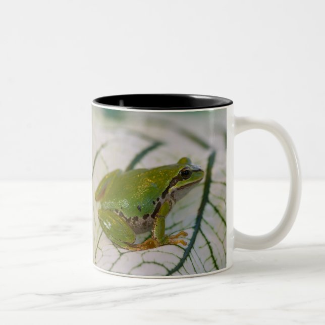 Pacific tree frog on flowers in our garden, Two-Tone coffee mug (Right)