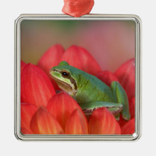 Pacific tree frog on flowers in the garden metal ornament
