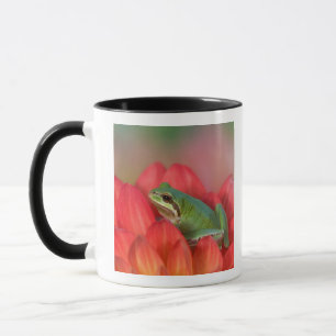 Pacific tree frog on flowers in the garden mug