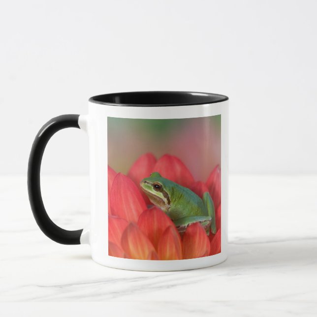 Pacific tree frog on flowers in the garden mug (Left)