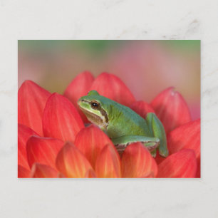 Pacific tree frog on flowers in the garden postcard