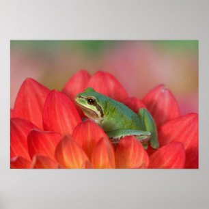 Pacific tree frog on flowers in the garden poster