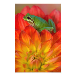Pacific tree frog on flowers photo print