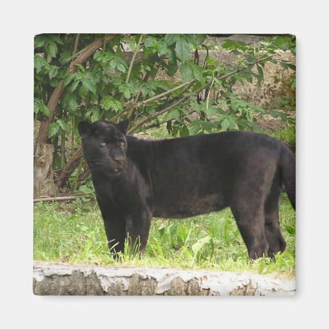 Pacing Panther Magnet (Front)