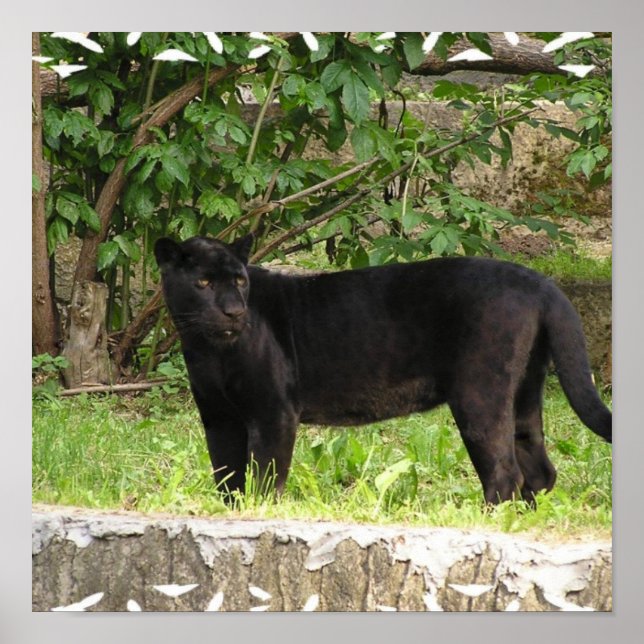 Pacing Panther Poster (Front)