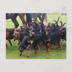 pack of bloodhounds postcard