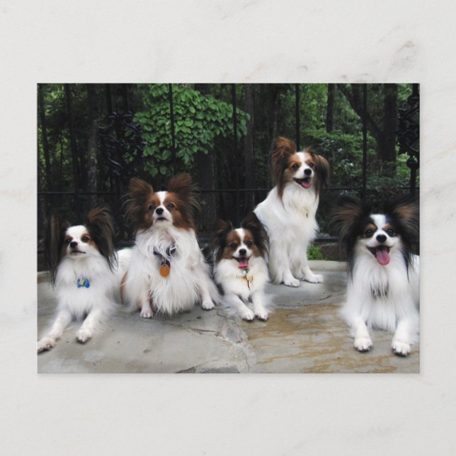 Pack of Papillons from Hershey Kiss Hero Kennels Postcard (Front)