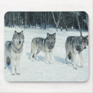 Pack of wolves at edge of snowy forest mouse pad