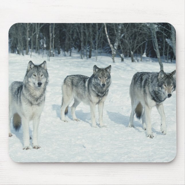 Pack of wolves at edge of snowy forest mouse pad (Front)