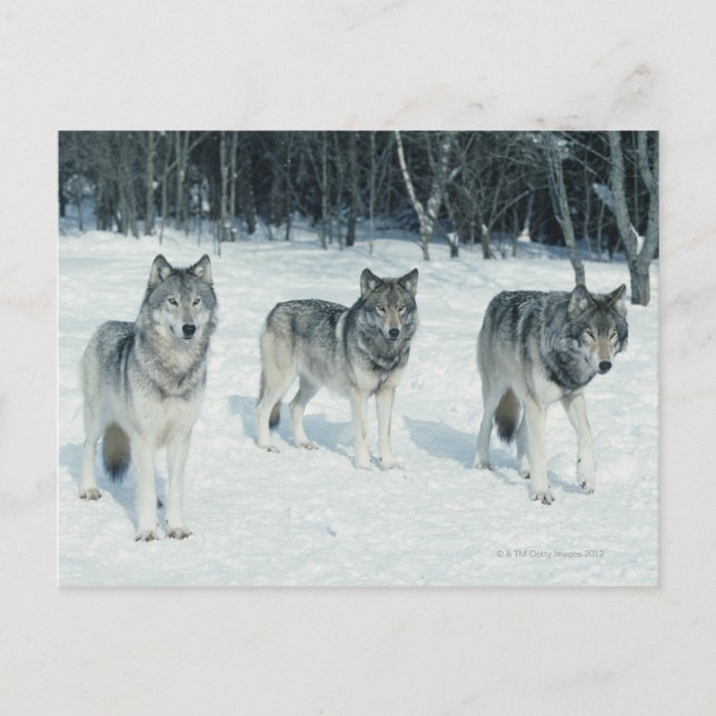 Pack of wolves at edge of snowy forest postcard (Front)