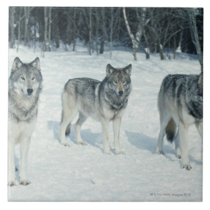 Pack of wolves at edge of snowy forest tile