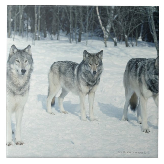 Pack of wolves at edge of snowy forest tile (Front)