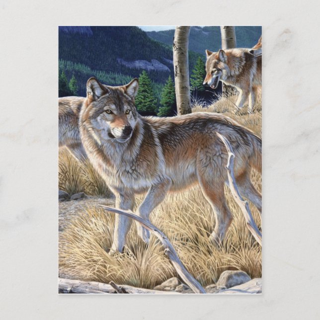 Pack of wolves in the forest painting postcard (Front)