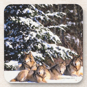 Pack of wolves in winter coaster