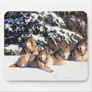 Pack of wolves in winter mouse pad