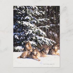 Pack of wolves in winter postcard