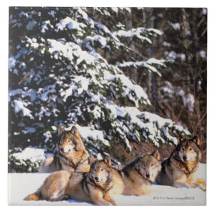 Pack of wolves in winter tile