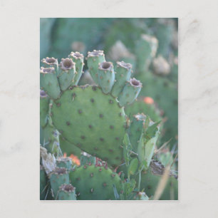 Paddle Cactus Postcard