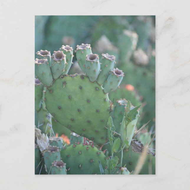 Paddle Cactus Postcard (Front)