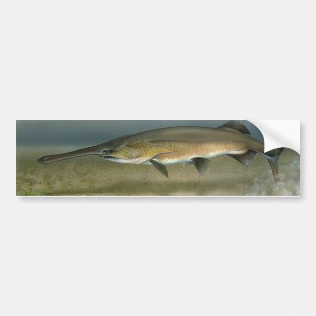 Paddlefish Bumper Sticker (Front)